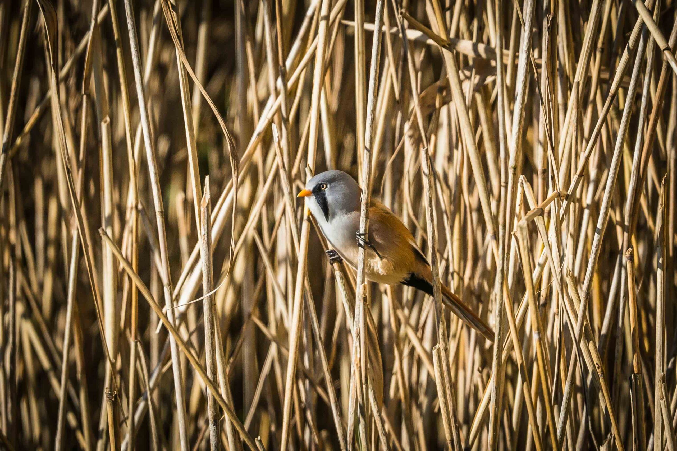 Leighton Moss wildlife c. jonny-gios-gvjsAKh-GKI-unsplash